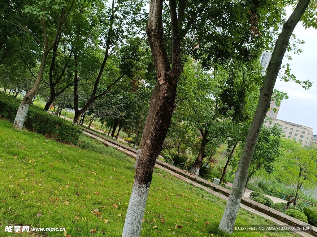 绿树成荫的公园草地