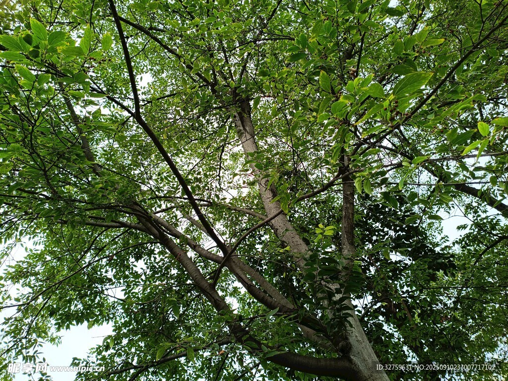繁茂绿树