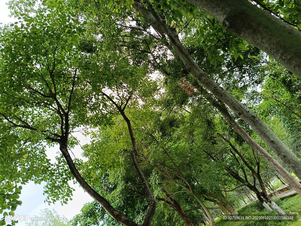 林间绿意盎然的清新景致