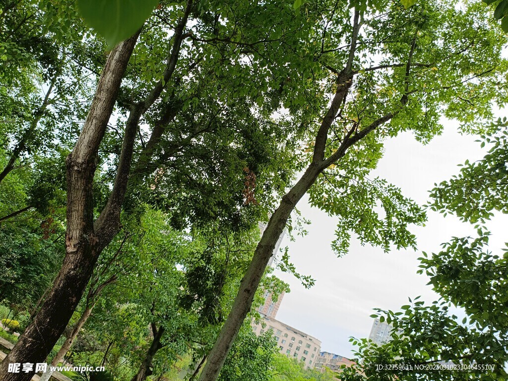 夏日林间绿意盎然