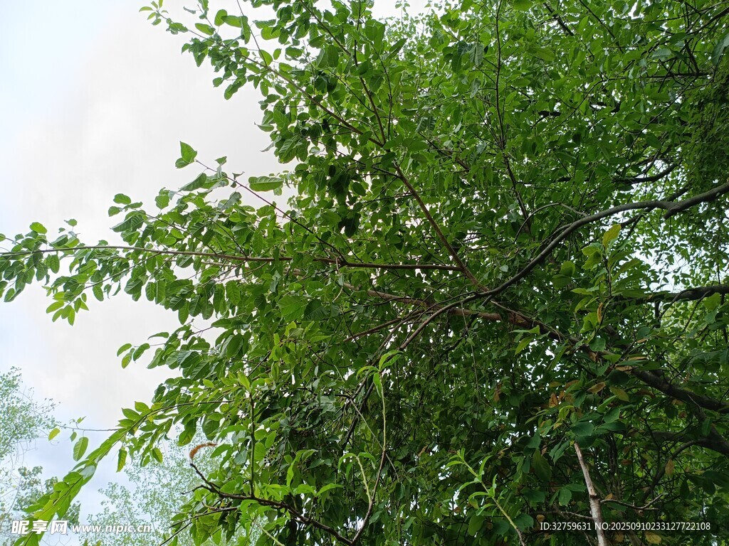繁茂绿树 