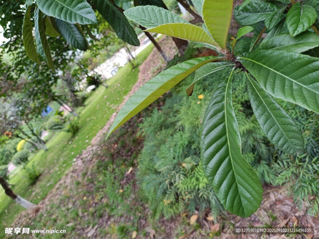 绿叶繁茂的热带植物