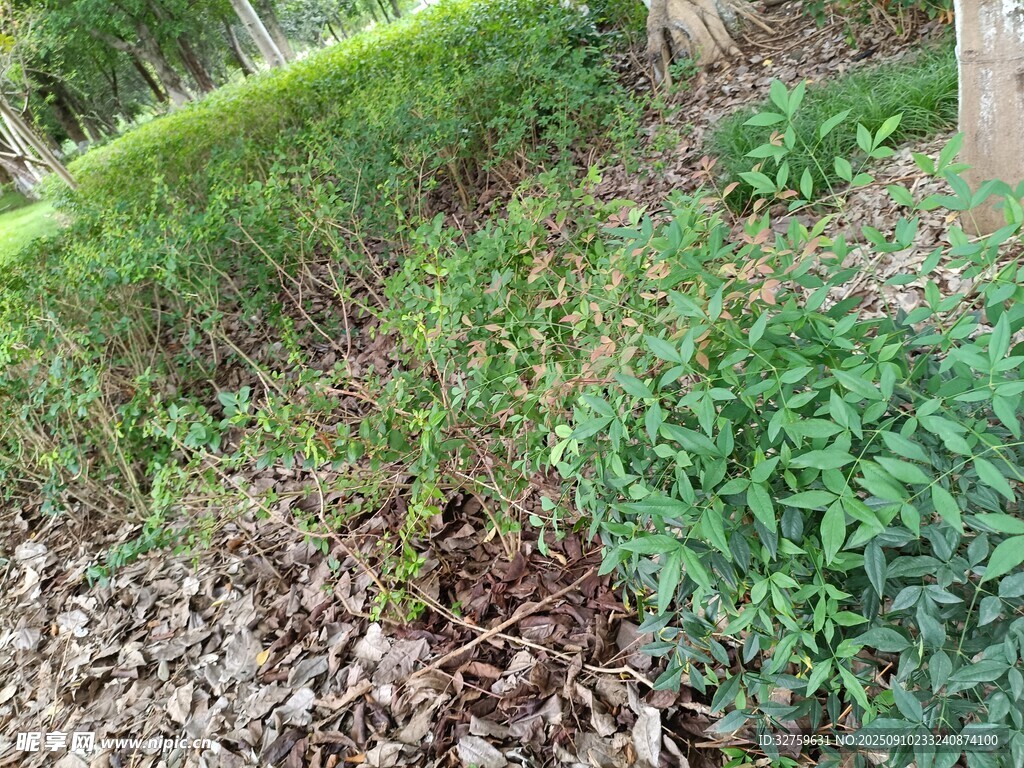 户外绿植景观