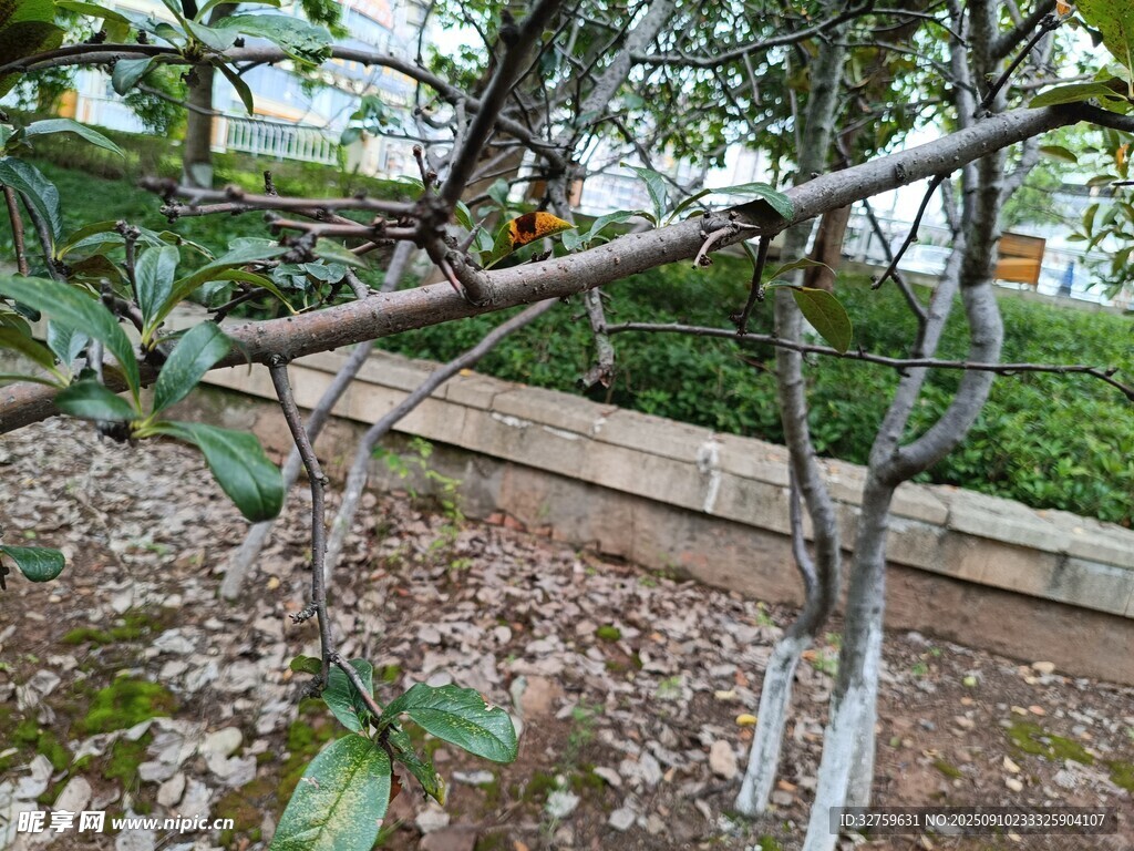 公园中光秃树枝与绿植