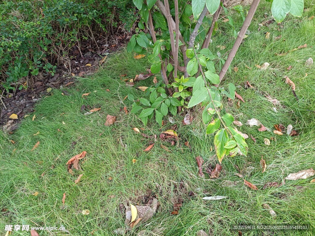 草地中的绿植与散落红叶