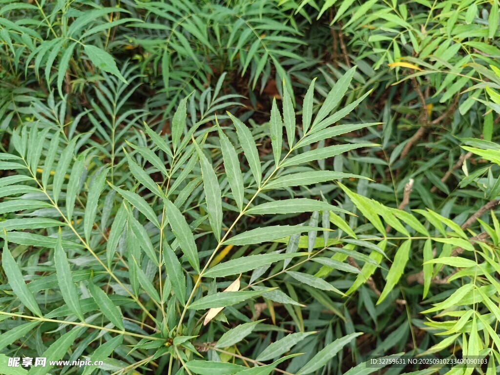 翠绿蕨类植物叶片特写