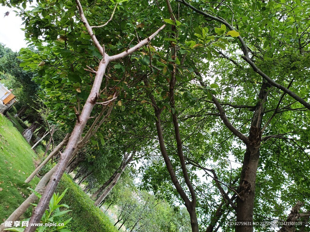 绿意盎然的树林景致