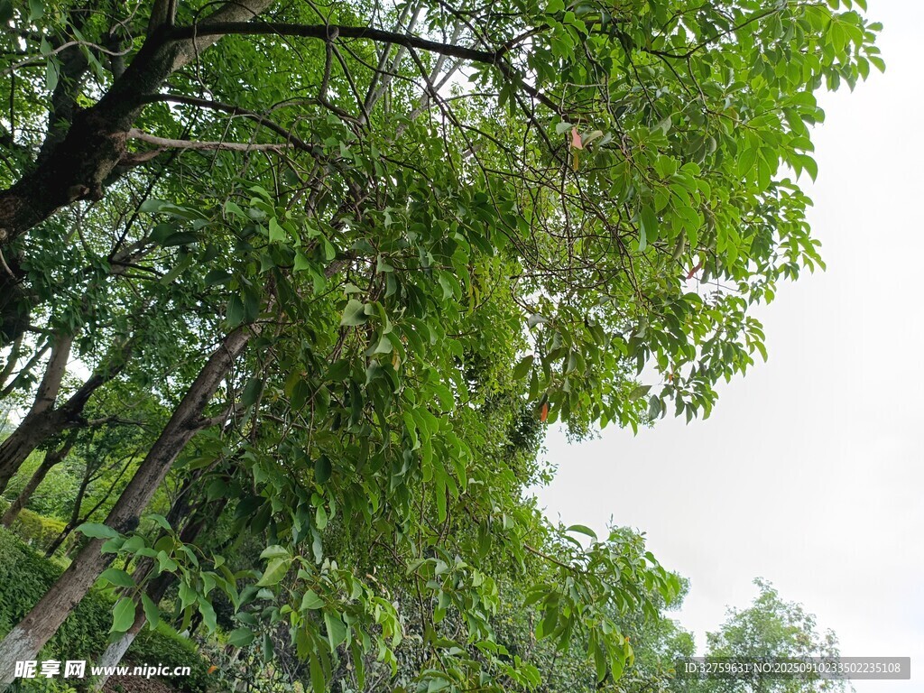 繁茂绿树