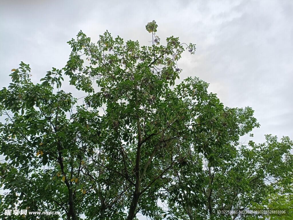 绿树蓝天