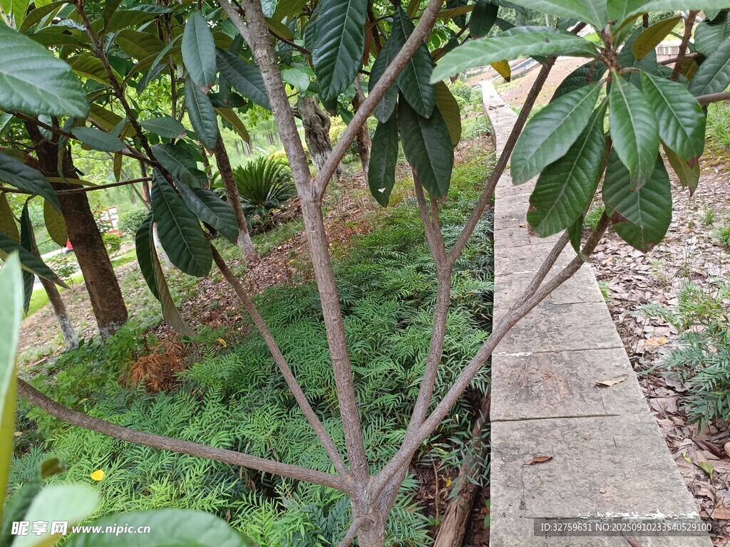 庭院中的绿植树木景观