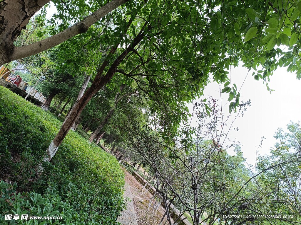 绿树成荫的林间小道