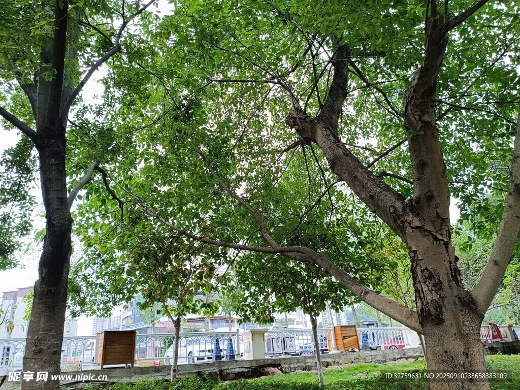 绿树成荫的户外休闲场景