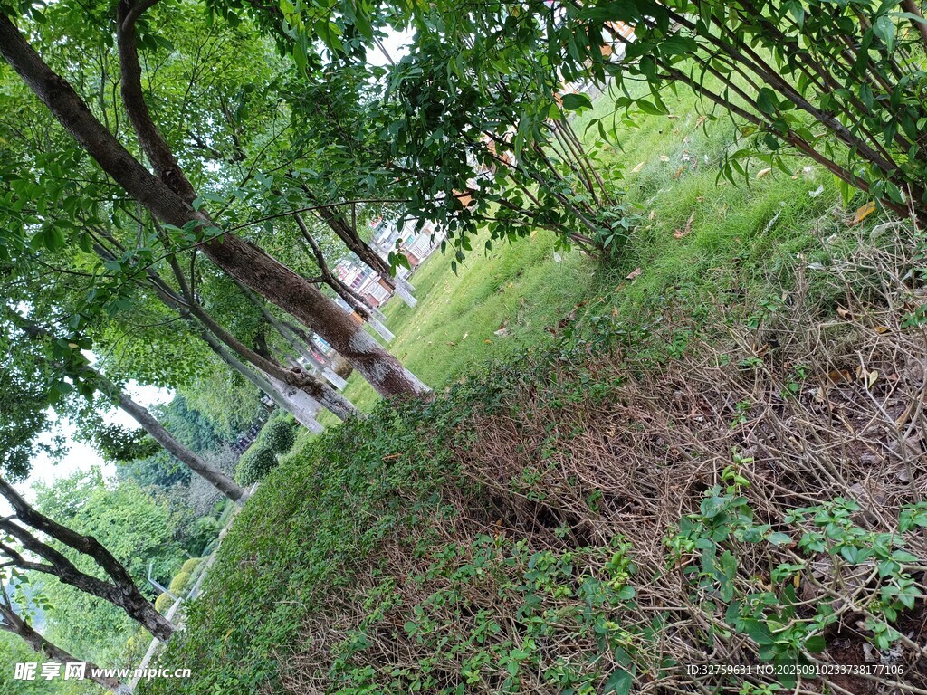 林间绿意盎然的自然景致