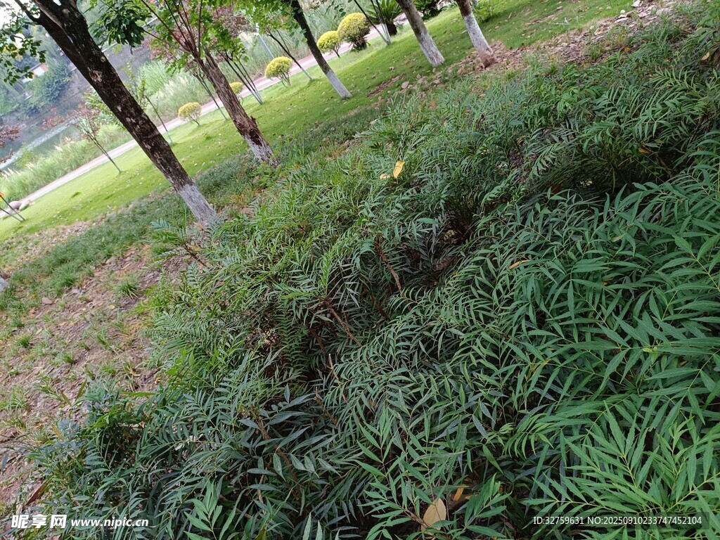 公园中茂盛的绿色植物
