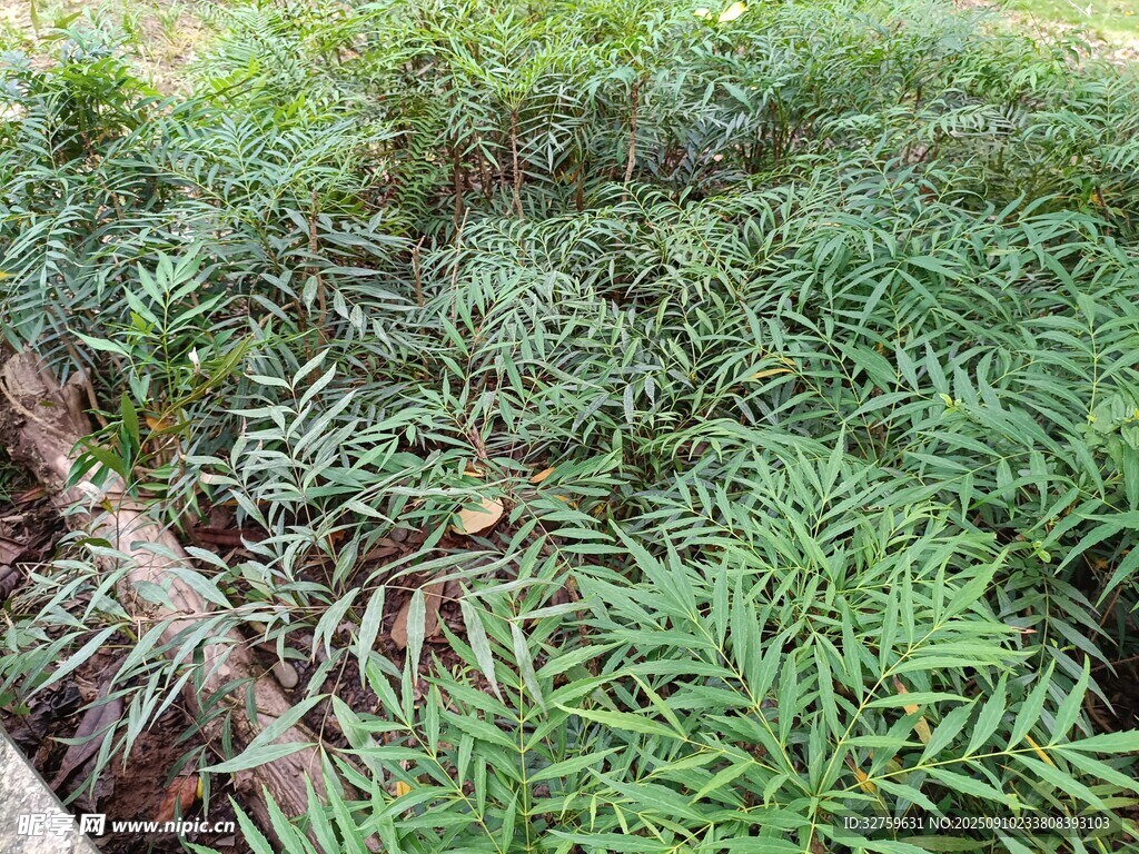繁茂绿植景观