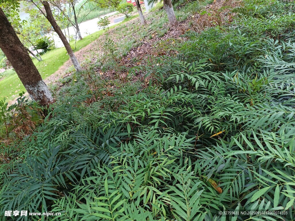 繁茂蕨类植物的绿意景致
