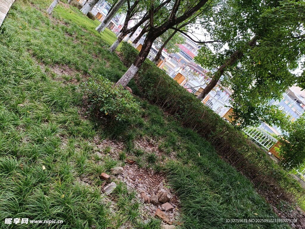 户外草地树木自然景象