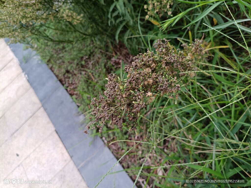 路边草地局部景象