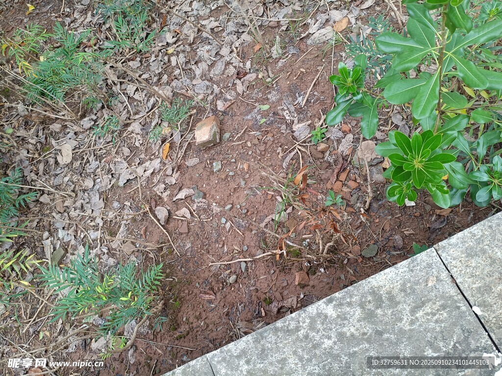 路边泥土中的绿色植物