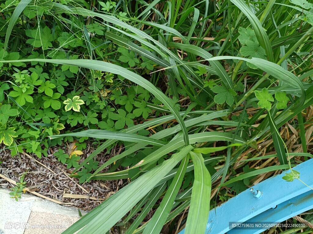 绿叶葱茏的植物景观
