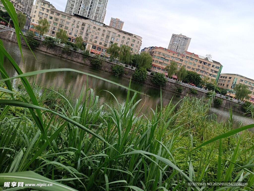 河畔绿植与远处建筑景观
