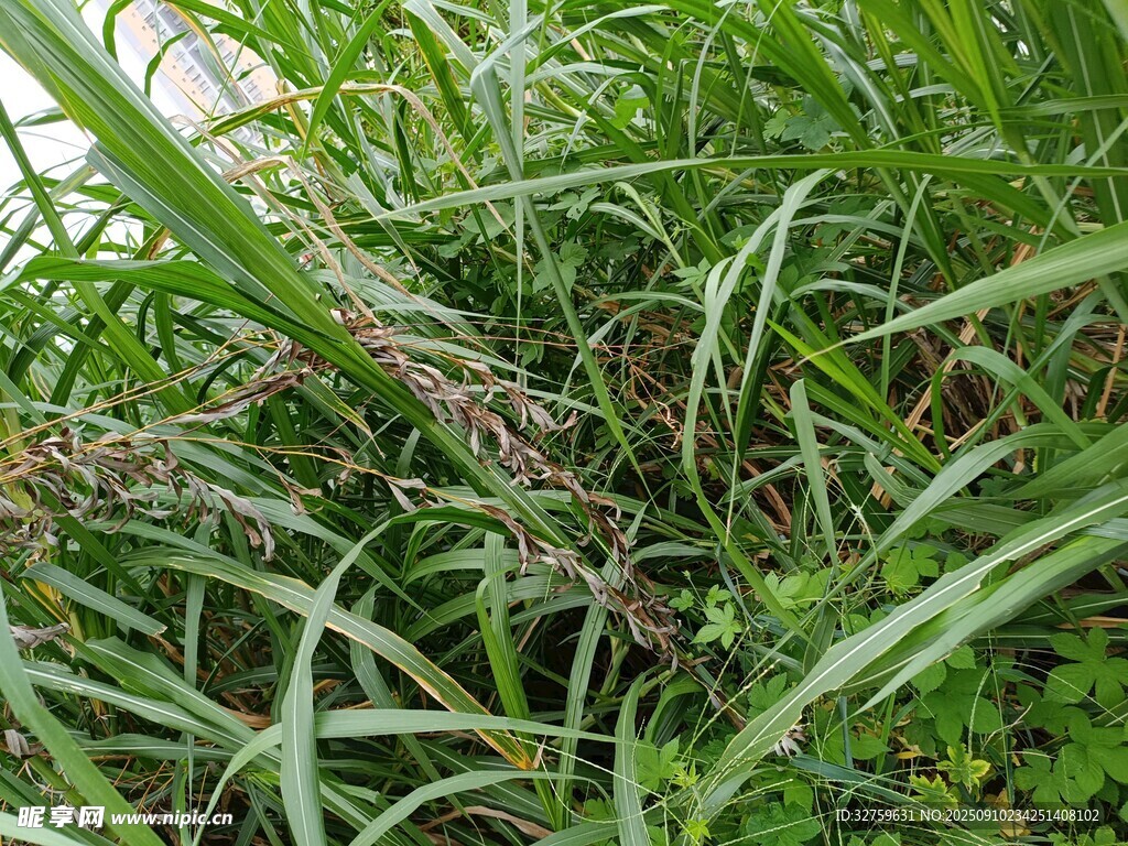 茂密草丛中的绿色植物