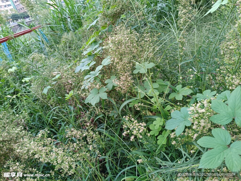 野外繁茂植物景象