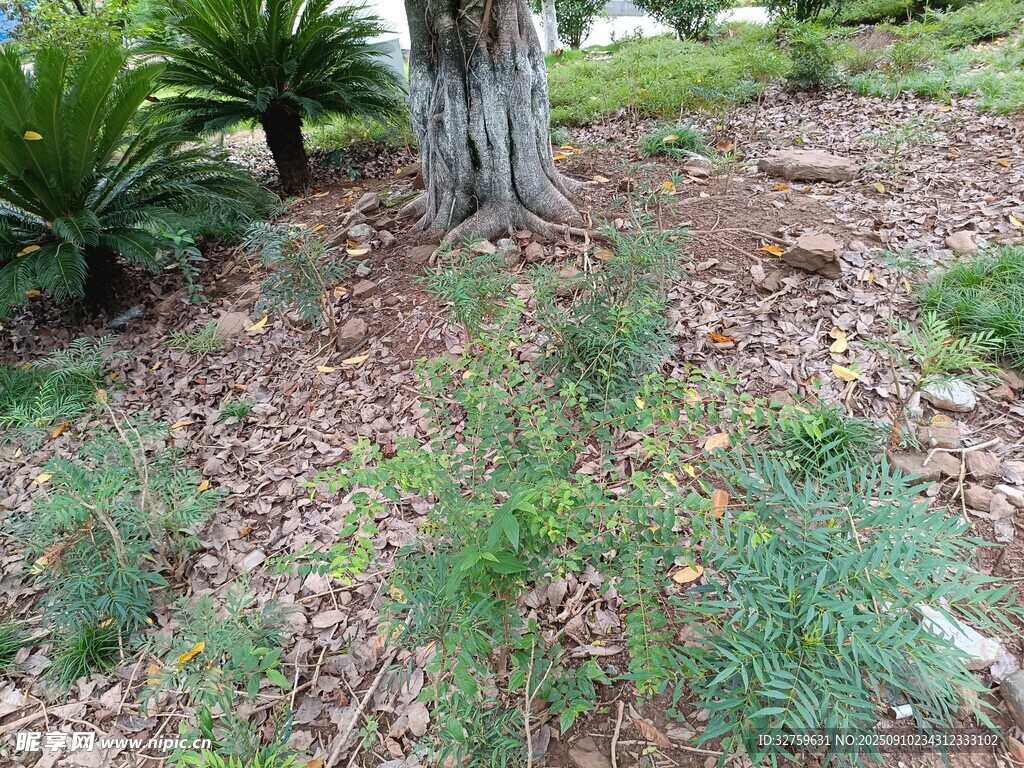 树下绿植景观
