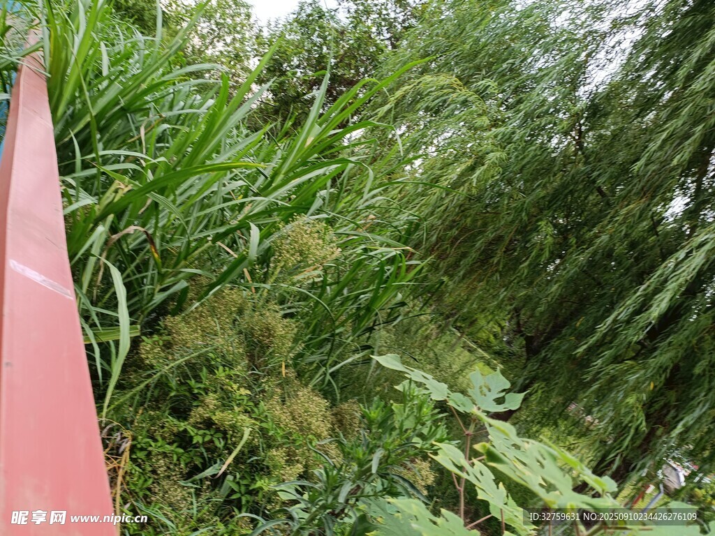 红栏杆旁的繁茂绿植