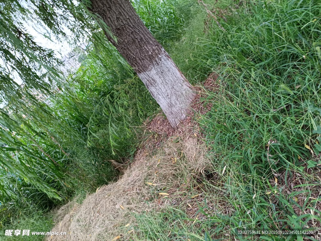 树干底部景象