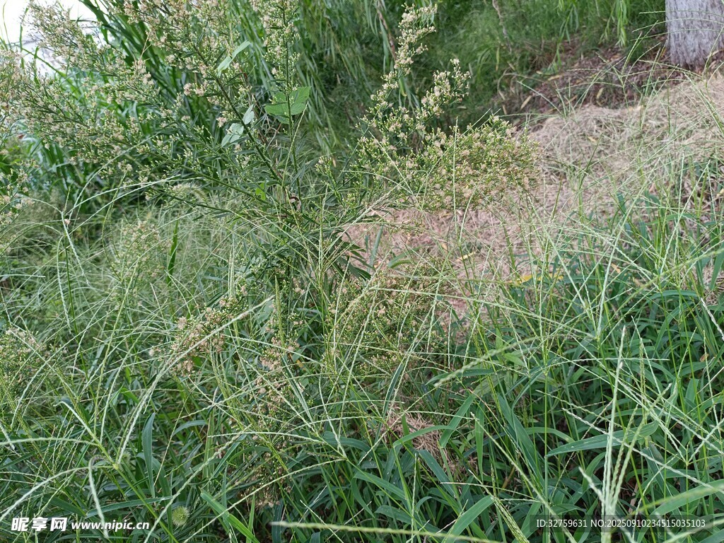 野外丛生的绿色野草