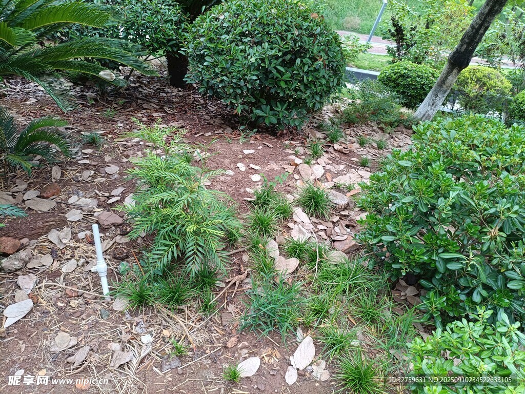 庭院绿植景观