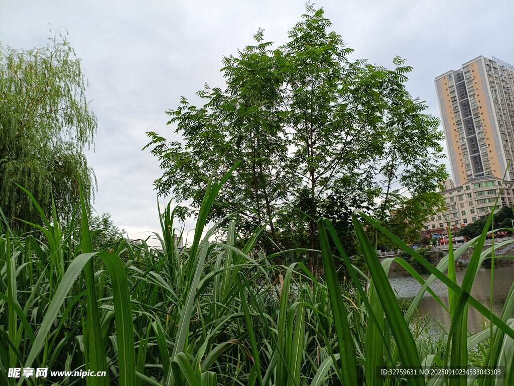 城市边的葱郁绿植景观
