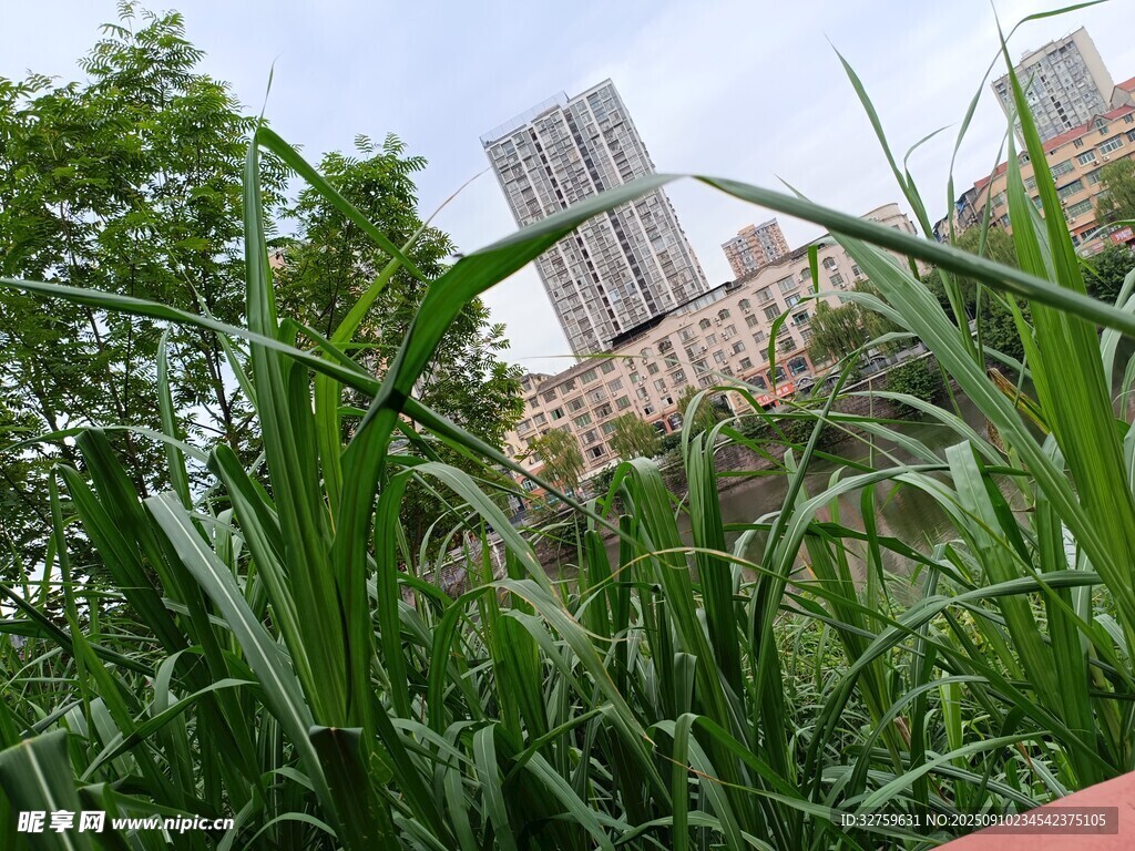 城市中茂盛的绿色植物