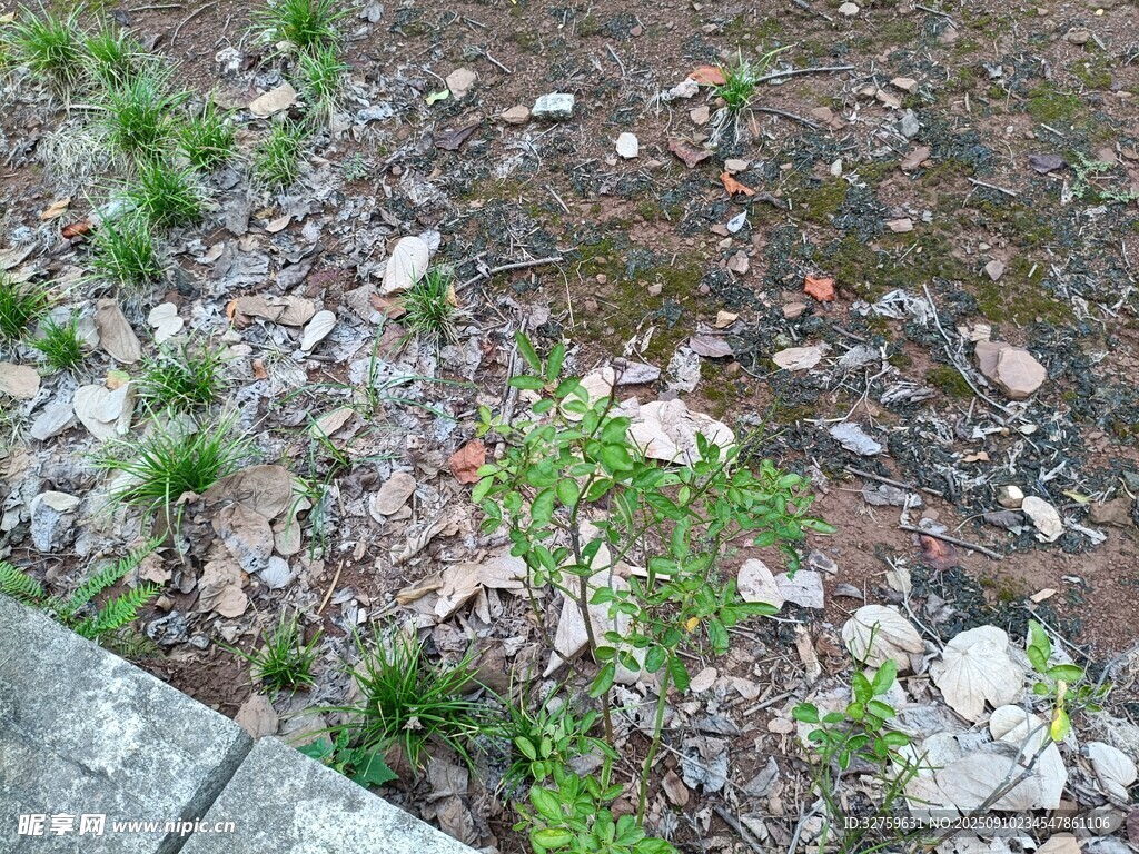 路边新生的嫩绿小草
