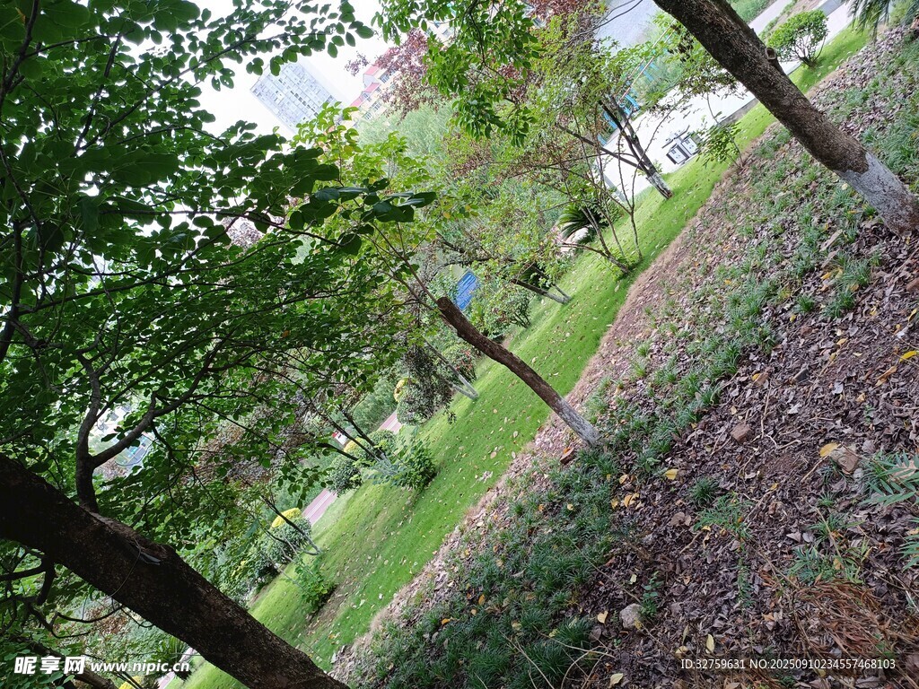 林间绿意盎然的自然景致