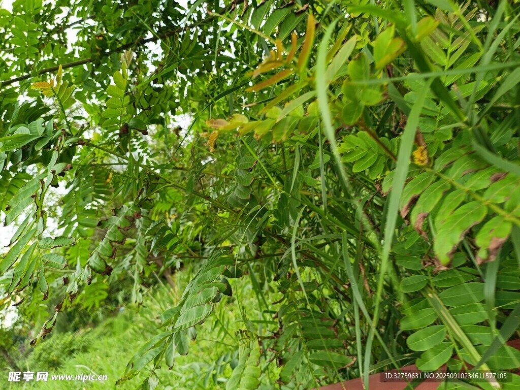 繁茂绿植景观