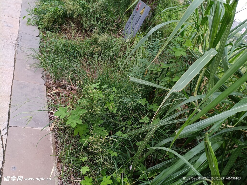 路边的绿植景观