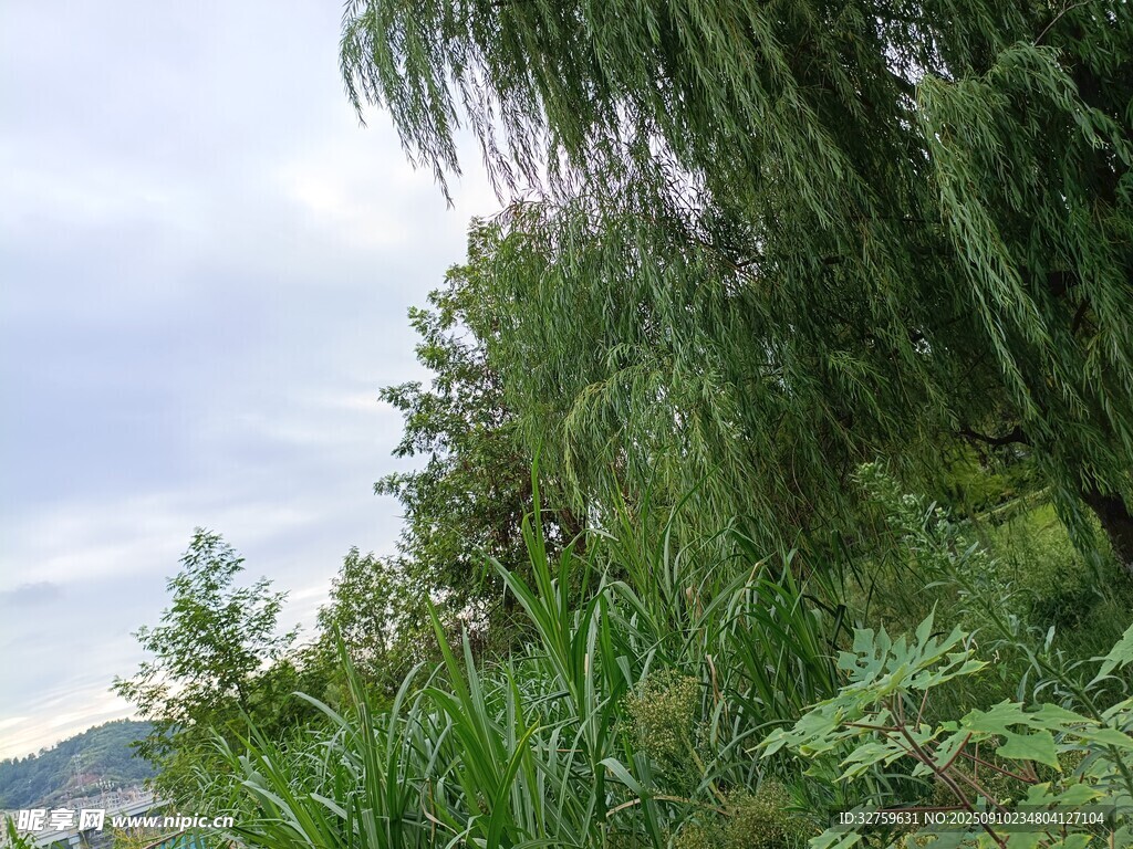 山间垂柳与繁茂绿植景观