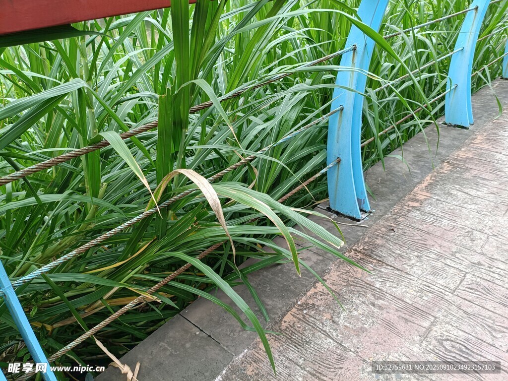 蓝栏杆旁的翠绿植物