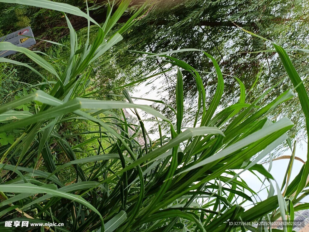 池塘边的翠绿水生植物