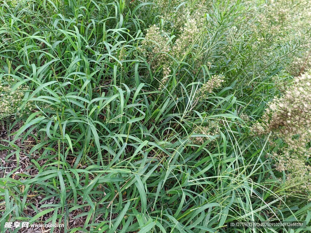 茂盛的草地