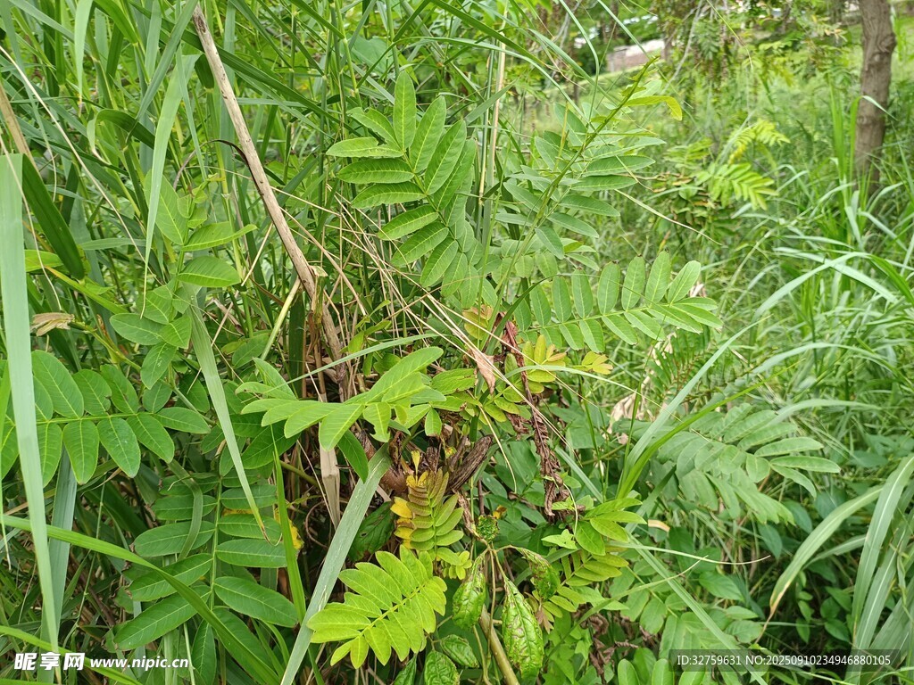 茂密草丛中的绿植景象