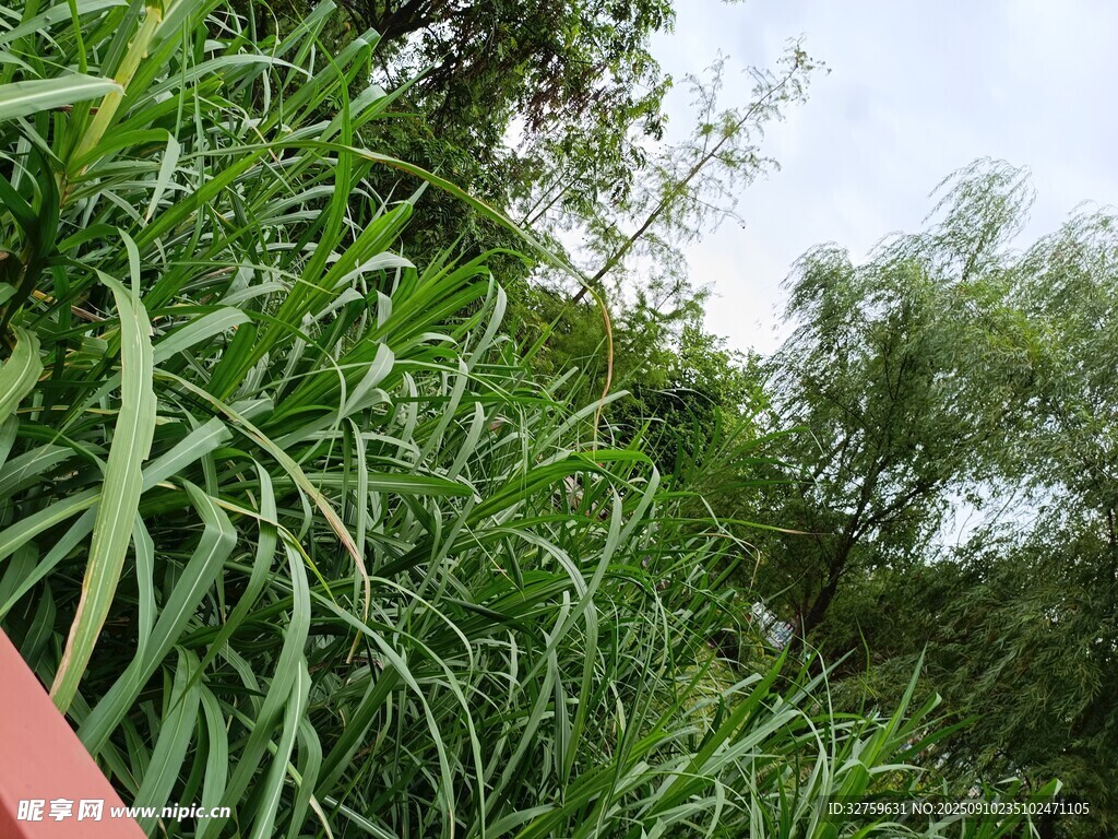 绿意盎然的户外植物景观