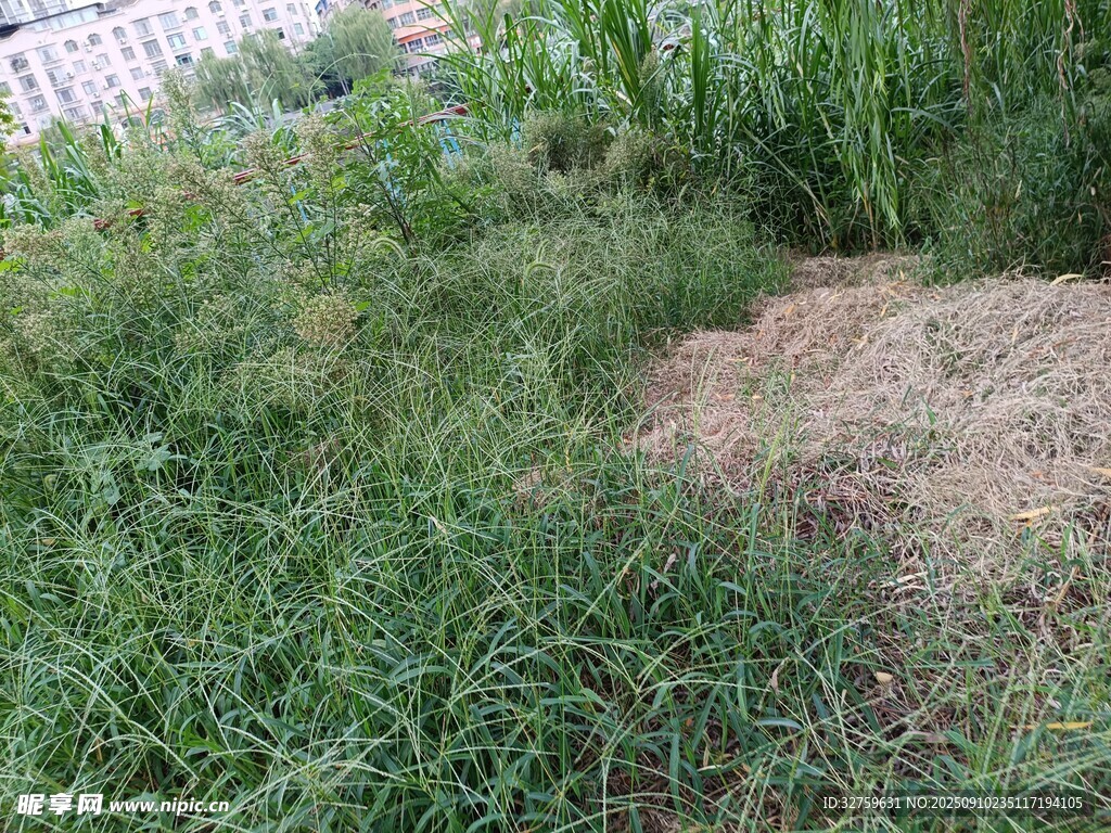 户外草地与裸露土地场景