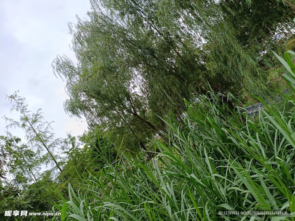 绿意盎然的自然植物景观