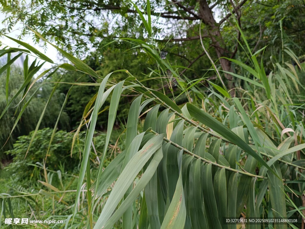 野外繁茂的绿色植物景观