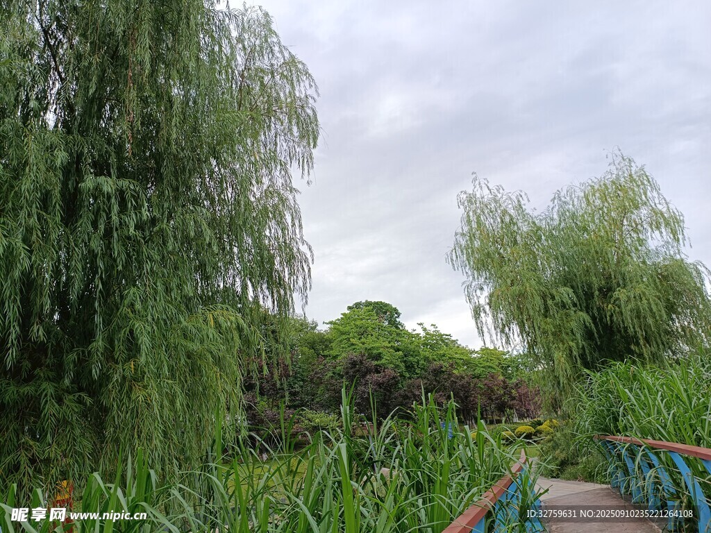 湖畔柳荫下的清幽小径