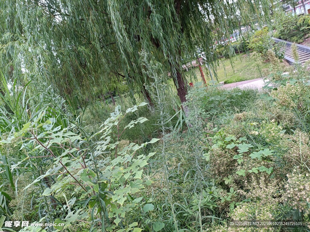 繁茂绿植环绕的静谧角落
