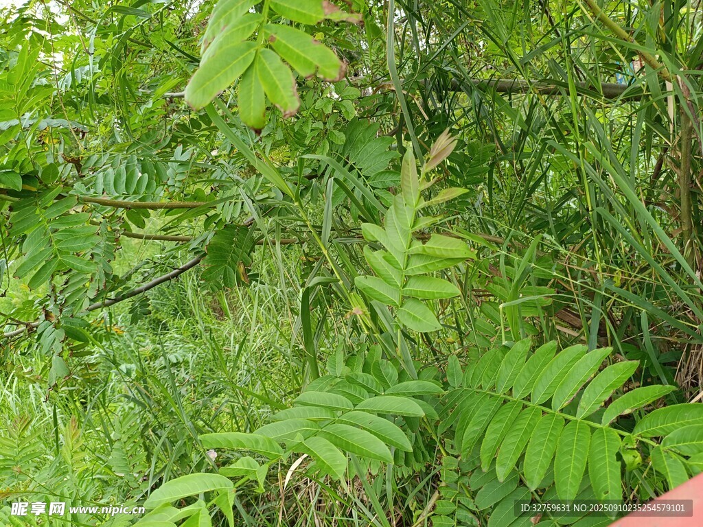 野外繁茂的绿色植物